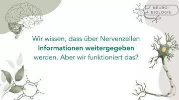 Vorschau - Präsentationen/Tafelbilder - Informationsweitergabe an Neuronen - Seite 1