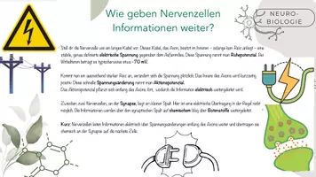 Vorschau - Präsentationen/Tafelbilder - Informationsweitergabe an Neuronen - Seite 2