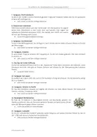 Vorschau - Arbeitsblätter - Die Weltreise des Handelskaufmanns - Lesespurgeschichte - Seite 3