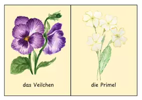 Vorschau - Poster - Unsere Frühblüher ~ 10 Bild- und Wortkarten für die Klassenzimmergestaltung - Seite 3