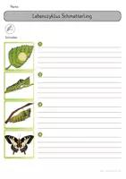 Vorschau - Stationenlernen - AB Metamorphose Raupe Nimmersatt - Seite 2