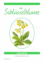 Vorschau - Arbeitsblätter - Schlüsselblume | Bestäubung - Deckblatt