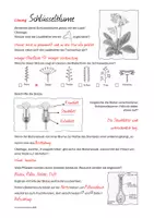 Vorschau - Arbeitsblätter - Schlüsselblume | Bestäubung - Seite 3