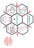Vista previa - Manualidades / Dibujos para colorear - Recurso FOLDABLE DE ANIMALES PARA 1ºESO - página 3