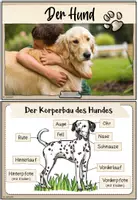 Vorschau - Merkblätter - Haustiere: Der Hund (Infokartei & Fotosammlung) - Seite 1