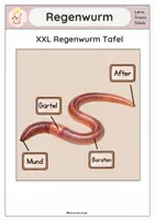 Vorschau - Präsentationen/Tafelbilder - Bodentiere - Seite 1