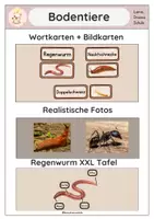 Vorschau - Präsentationen/Tafelbilder - Bodentiere - Deckblatt