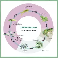 Vorschau - Poster - Frosch Lebenszyklus Kreis – 2 Darstellungen Sachunterricht - Seite 2