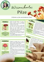 Vorschau - Arbeitsblätter - Materialpaket Wald / Lapbook Wald komplett - Seite 1