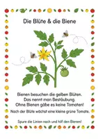 Vorschau - Arbeitsblätter - Alles rund um die Tomate – Wissens- & Mitmachheft (Kita – 1. Klasse) - Seite 3