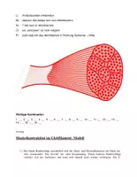 Vorschau - Arbeitsblätter - Muskeln Bewegung - Seite 3