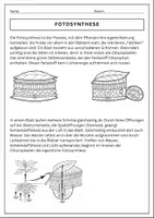 Vorschau - Arbeitsblätter - Fotosynthese Klasse 5/6 Biologie - Seite 1