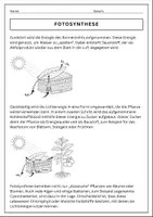Vorschau - Arbeitsblätter - Fotosynthese Klasse 5/6 Biologie - Seite 2