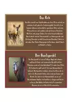 Vorschau - Arbeitsblätter - Wissenskartei - 22 Tiere des Waldes - Lebensraum Wald - Seite 2
