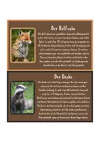 Vorschau - Arbeitsblätter - Wissenskartei - 22 Tiere des Waldes - Lebensraum Wald - Seite 3