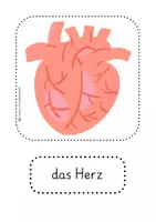 Vorschau - Poster - Bildkarten zum menschlichen Körper (Organe, Knochen, Gelenke & Aushang) - Seite 2
