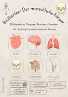 Vorschau - Poster - Bildkarten zum menschlichen Körper (Organe, Knochen, Gelenke & Aushang) - Deckblatt