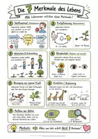 Vorschau - Arbeitsblätter - Merkmale des Lebens Bio Klasse 5 - Schaubild und differenzierte Übungsblätter - Seite 1