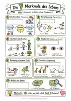 Vorschau - Arbeitsblätter - Merkmale des Lebens Bio Klasse 5 - Schaubild und differenzierte Übungsblätter - Seite 2
