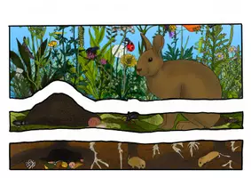 Vorschau - Präsentationen/Tafelbilder - Die Stockwerke auf der Wiese -Tafelmaterial - Seite 2