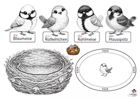 Vorschau - Mal- und Bastelvorlagen - Vögel im Garten Bastelvorlage – Sachunterricht & Kunst Grundschule Klasse 1–4 | DaZ Wortschatz | Nest & Sammelfiguren - Seite 3