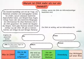 Vorschau - Interaktives Material - Von der DNA zum Merkmal – Digitales Material zur Genetik verständlich erklärt - Seite 2