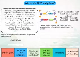 Vorschau - Interaktives Material - Von der DNA zum Merkmal – Digitales Material zur Genetik verständlich erklärt - Seite 3