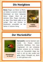 Vorschau - Arbeitsblätter - Die Wiese – liebevoll gestaltete Informationskarten zu Pflanzen & Tieren - Seite 1