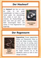 Vorschau - Arbeitsblätter - Die Wiese – liebevoll gestaltete Informationskarten zu Pflanzen & Tieren - Seite 3