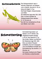 Vorschau - Arbeitsblätter - Insekten: 16 Steckbriefe & Wissenskarten | Grundschule - Seite 1