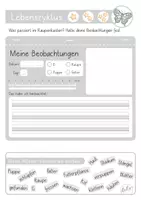 Vorschau - Unterrichtsreihen - Schmetterlinge - Lebenszyklus / Metamorphose - Seite 3