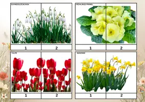 Vorschau - Arbeitsblätter - Frühlingsblumen – Lernpaket | Arbeitsblätter & Puzzle - Seite 2
