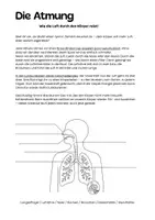 Vorschau - Arbeitsblätter - Atmung & Nervensystem – Sachunterricht 3./4. Klasse - Seite 1