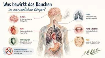 Vorschau - Arbeitsblätter - Lernposter + Arbeitsblätter zum Thema "Was bewirkt das Rauchen im menschlichen Körper?" + Lösung & MP3 + Mindmap + Infografik - Seite 2