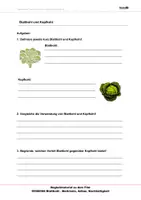 Vorschau - Arbeitsblätter - Blattkohl - Arbeitsblätter mit Lösungen - Seite 2