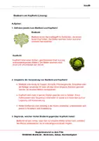 Vorschau - Arbeitsblätter - Blattkohl - Arbeitsblätter mit Lösungen - Seite 3