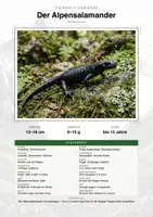 Vorschau - Arbeitsblätter - Alpensalamander Steckbrief Grundschule Sachunterricht Klasse 1-4 - Deckblatt