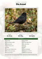 Vorschau - Arbeitsblätter - Amsel Steckbrief Grundschule Sachunterricht Klasse 3-4 - Deckblatt