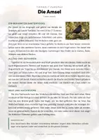 Vorschau - Arbeitsblätter - Amsel Steckbrief Grundschule Sachunterricht Klasse 3-4 - Seite 1