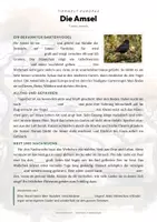 Vorschau - Arbeitsblätter - Amsel Steckbrief Grundschule Sachunterricht Klasse 3-4 - Seite 2