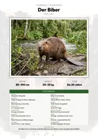 Vorschau - Arbeitsblätter - Tiere Kanada – 32 Steckbriefe – Sachunterricht Grundschule – Materialpaket - Seite 1