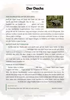 Vorschau - Arbeitsblätter - Dachs Steckbrief Grundschule Sachunterricht Klasse 3-4 - Seite 2
