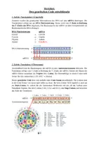 Vorschau - Merkblätter - Merkblatt / Merkwissen: Den genetischen Code entschlüsseln - Seite 1