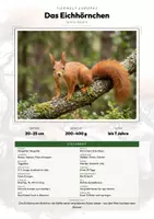 Vorschau - Arbeitsblätter - Eichhörnchen Steckbrief – Tiere Europas | Sachunterricht Grundschule Arbeitsblatt - Deckblatt