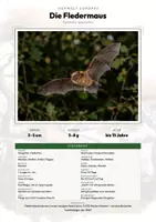 Vorschau - Arbeitsblätter - Fledermaus Steckbrief – Tiere Europas | Sachunterricht Grundschule Arbeitsblatt - Deckblatt