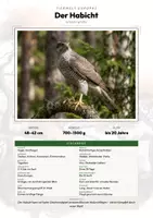 Vorschau - Arbeitsblätter - Habicht Steckbrief – Tiere Europas | Sachunterricht Grundschule Arbeitsblatt - Deckblatt