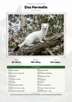 Vorschau - Arbeitsblätter - Hermelin Steckbrief – Tiere Europas | Sachunterricht Grundschule Arbeitsblatt - Deckblatt