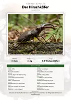 Vorschau - Arbeitsblätter - Hirschkäfer Steckbrief – Tiere Europas | Sachunterricht Grundschule Arbeitsblatt - Deckblatt