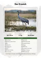 Vorschau - Arbeitsblätter - Kranich Steckbrief – Tiere Europas | Sachunterricht Grundschule Arbeitsblatt - Deckblatt