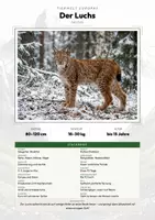 Vorschau - Arbeitsblätter - Luchs Steckbrief – Tiere Europas | Sachunterricht Grundschule Arbeitsblatt - Deckblatt